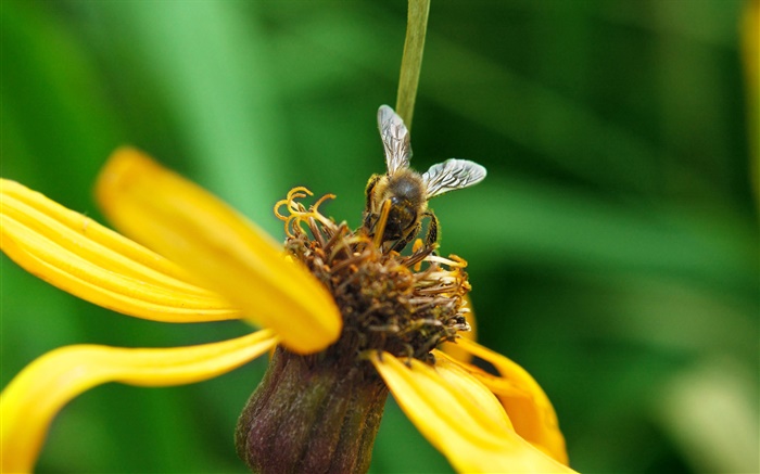 Gelbe Blütenblätter  Blume, Biene, grünen Hintergrund Hintergrundbilder Bilder