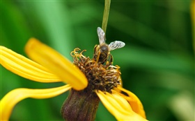 Gelbe Blütenblätter  Blume, Biene, grünen Hintergrund