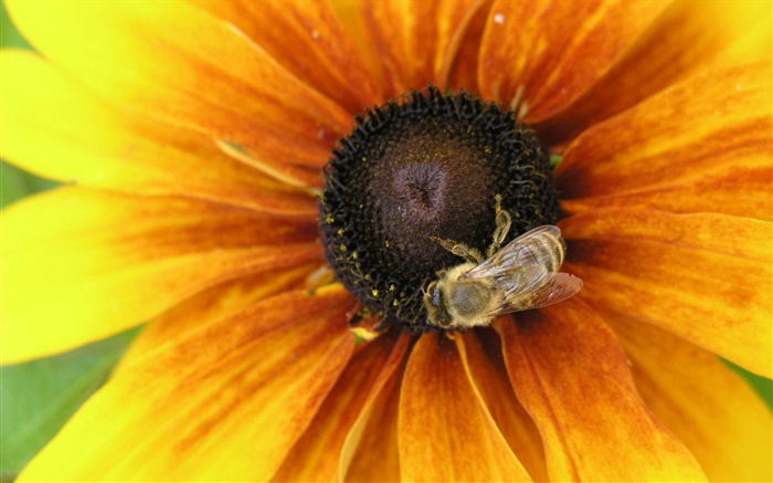 Gelbe Blütenblätter  Blume, Biene, Insekt Hintergrundbilder Bilder