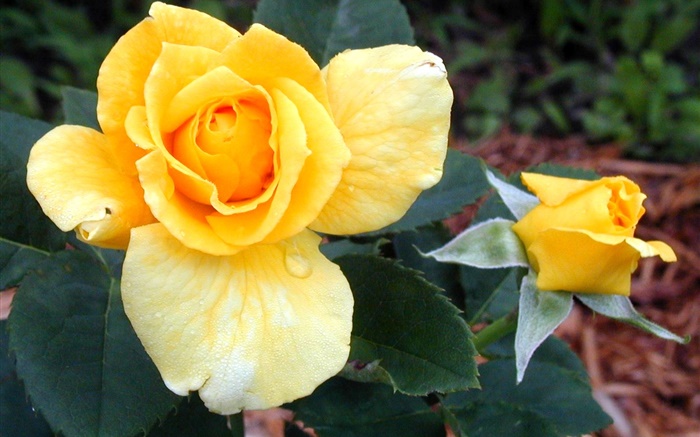 Gelbe Rose Blumen Hintergrundbilder Bilder