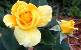 Gelbe Rose Blumen HD Hintergrundbilder
