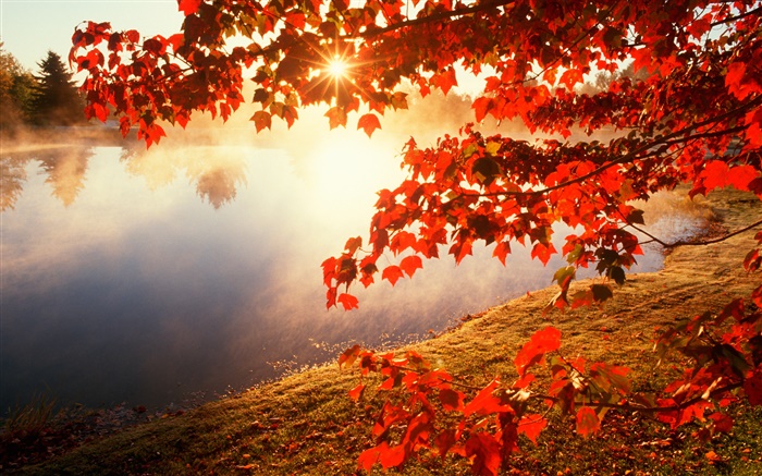 Herbst, rote Blätter, Ahornbaum , Fluss, Sonnenstrahlen Hintergrundbilder Bilder