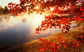 Herbst, rote Blätter, Ahornbaum , Fluss, Sonnenstrahlen HD Hintergrundbilder