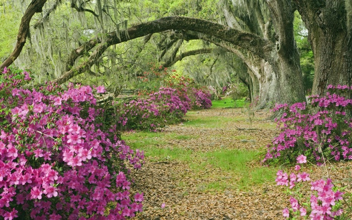 Azaleen, Bäume, Gras, Gasse, South Carolina, USA Hintergrundbilder Bilder