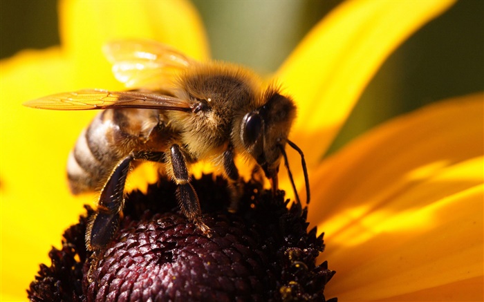 Bee close-up, gelben Blüten Blume Hintergrundbilder Bilder