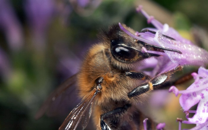 Bee saugen Nektar close-up Hintergrundbilder Bilder
