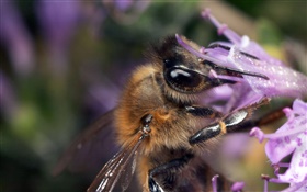 Bee saugen Nektar close-up HD Hintergrundbilder