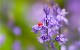 Glocken Blume, Marienkäfer , Käfer, Insekten, Bokeh HD Hintergrundbilder