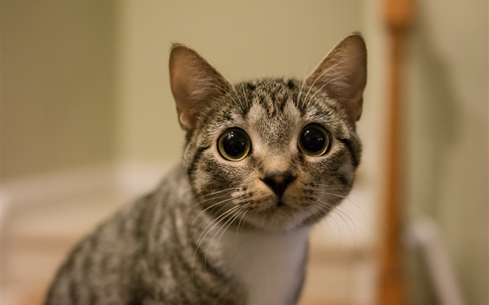 Große Augen Katze Blick Hintergrundbilder Bilder