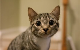 Große Augen Katze Blick HD Hintergrundbilder