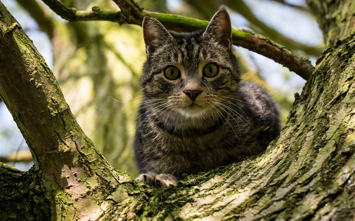 Schwarze Streifen Katze im Baum Hintergrundbilder Bilder