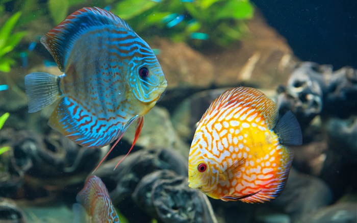 Blaue Und Gelbe Fische Unterwasser Korallenriff Hd Hintergrundbilder Tiere Hintergrundbilder Vorschau De Hdwall365 Com