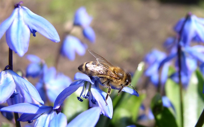 Blaue Blumen, Biene Hintergrundbilder Bilder