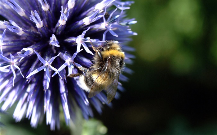 Blaue Blütenblätter  Blume, Biene, Insekt, Bokeh Hintergrundbilder Bilder