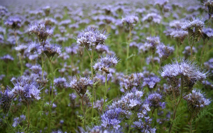 Blaue Wildblumen , Biene, Frühling Hintergrundbilder Bilder