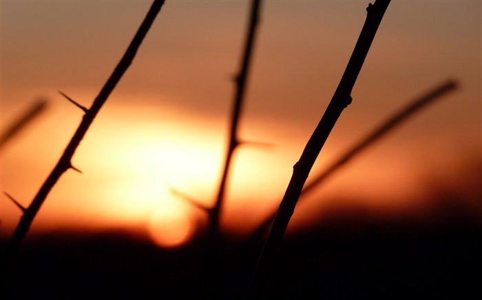Zweige, Dornen, Sonnenuntergang Hintergrundbilder Bilder