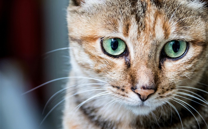 Katze Porträt, grüne Augen, Schnurrhaare Hintergrundbilder Bilder
