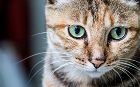 Katze Porträt, grüne Augen, Schnurrhaare HD Hintergrundbilder