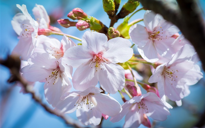 Kirschblumen  blühen, Frühling Hintergrundbilder Bilder