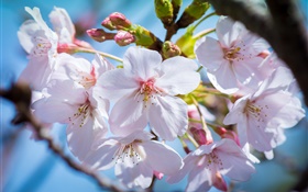 Kirschblumen  blühen, Frühling HD Hintergrundbilder