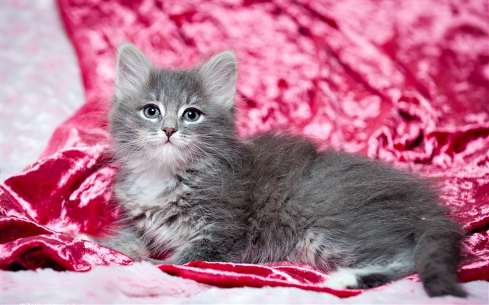 Nettes graues Kätzchen, rotem Hintergrund Hintergrundbilder Bilder