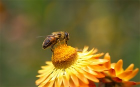 Gänseblümchen, gelbe Blüten, Stempel, Biene HD Hintergrundbilder