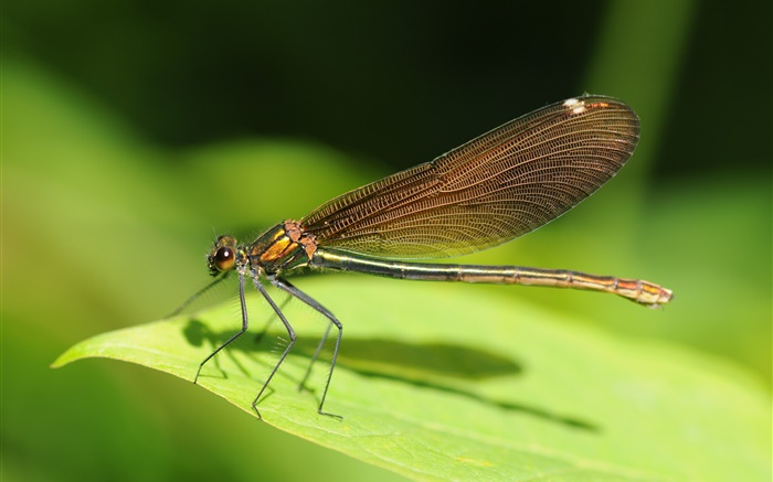 Dragonfly close-up, grünes Blatt, Insekt Hintergrundbilder Bilder