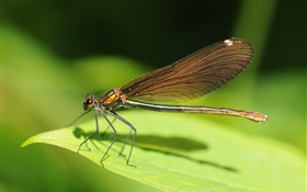 Dragonfly close-up, grünes Blatt, Insekt HD Hintergrundbilder