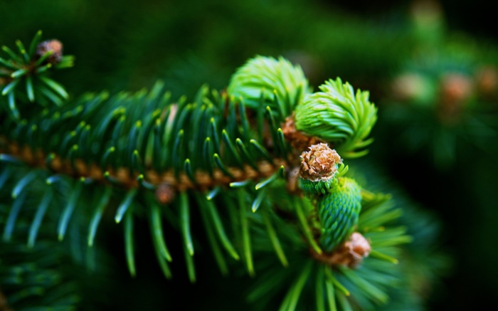 Tannenzweige , grüne Nadeln, Pflanzen close-up Hintergrundbilder Bilder