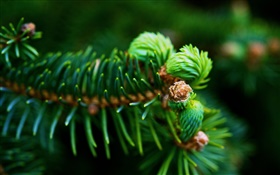Tannenzweige , grüne Nadeln, Pflanzen close-up