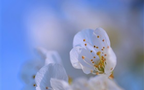 Blütenblätter  close-up, Bokeh