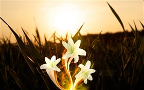 Blumen, Pflanzen, Gras, Sonnenschein, kreative Bilder HD Hintergrundbilder
