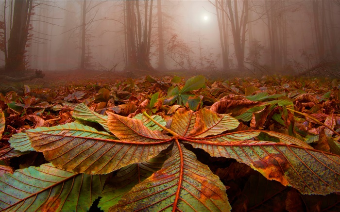 Wald, Bäume, Nebel, Laub, Boden, Dämmerung Hintergrundbilder Bilder