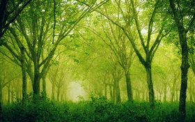 Wald, Bäume, Grün-Stil HD Hintergrundbilder