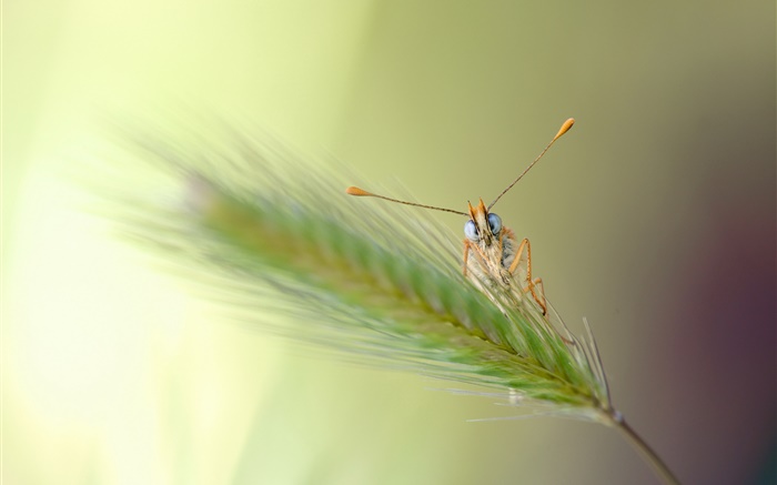 Gras, Bokeh, Insekt Hintergrundbilder Bilder