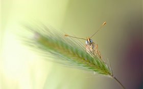 Gras, Bokeh, Insekt HD Hintergrundbilder