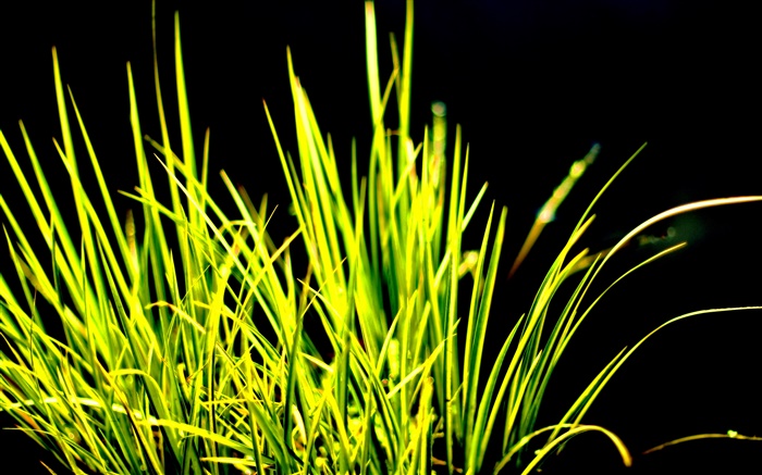 Grünes Gras, Sonnenlicht, schwarzer Hintergrund Hintergrundbilder Bilder