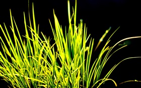 Grünes Gras, Sonnenlicht, schwarzer Hintergrund HD Hintergrundbilder
