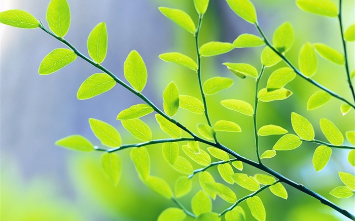 Grüne Blätter, Zweige, Bokeh, Frühling Hintergrundbilder Bilder