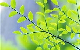 Grüne Blätter, Zweige, Bokeh, Frühling