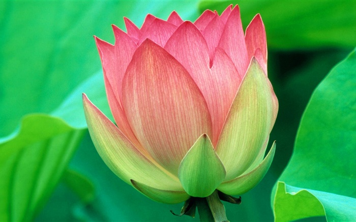 Grüne Blätter, rosa Lotus, Blütenblätter Hintergrundbilder Bilder