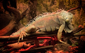Iguana, Baum HD Hintergrundbilder