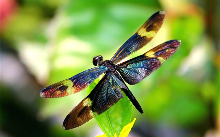 Insekt Nahaufnahme, Libelle, Flügel, Bokeh Hintergrundbilder Bilder