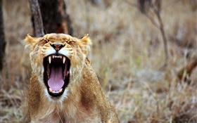 Lion Gähnen, scharfe Zähne