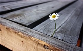Einsamkeit Blume, Holzbrett HD Hintergrundbilder
