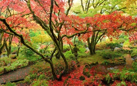 Ahornbäume , Park, Herbst, Vancouver Island, Kanada