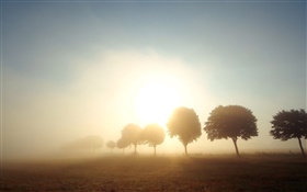 Morgen, Morgendämmerung , Bäume, Felder, Nebel, Sonnenaufgang HD Hintergrundbilder