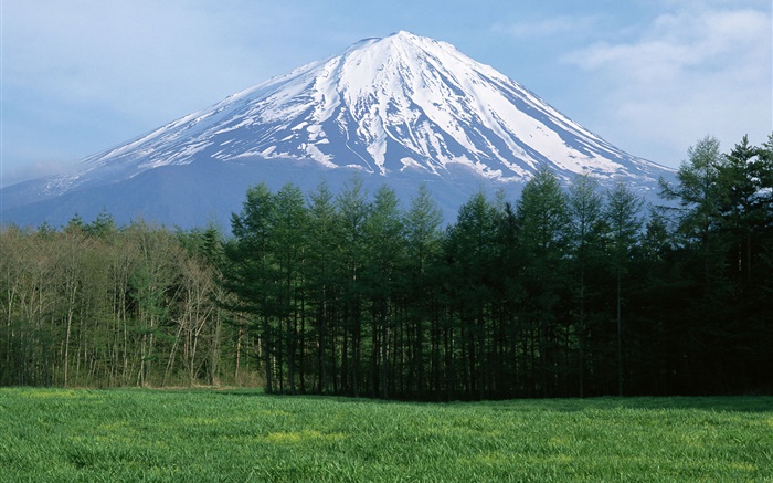 Mount Fuji, Schnee, Wald, Gras, Japan Hintergrundbilder Bilder
