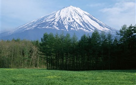 Mount Fuji, Schnee, Wald, Gras, Japan HD Hintergrundbilder