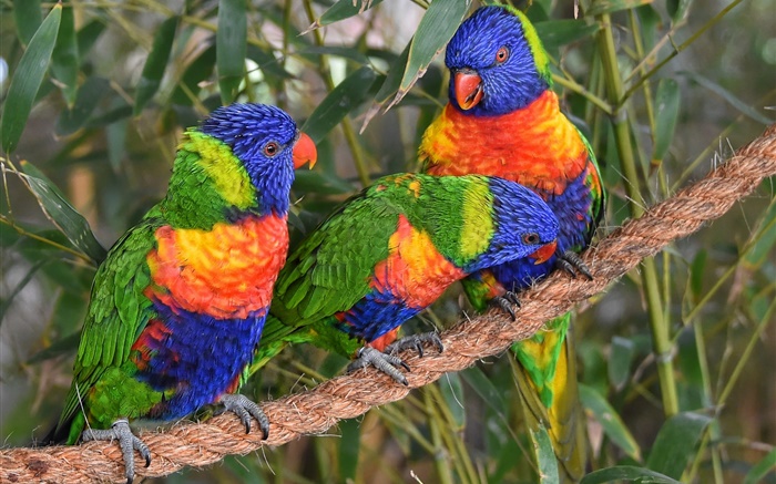 Multicolor  lorikeet, Papageien, drei Vögel Hintergrundbilder Bilder